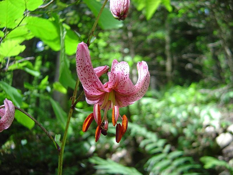 Lilium martagon / Giglio martagone
